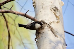 Poecile montanus