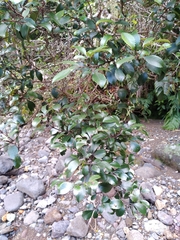 Weinmannia sylvicola (Weinmannia sylvicola)