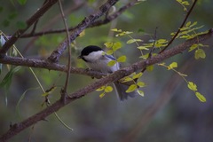 Poecile montanus