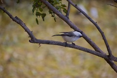 Poecile montanus