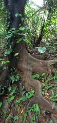 Ficus ampelos