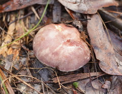 Russula kalimna