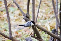 Poecile montanus