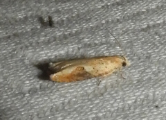 Pseudexentera costomaculana