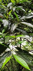 Ficus ampelos