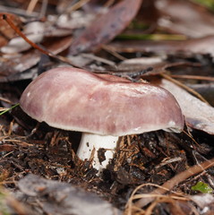Russula kalimna