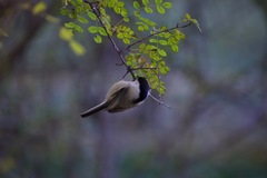 Poecile montanus