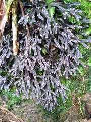 Pseudocyphellaria cinnamomea