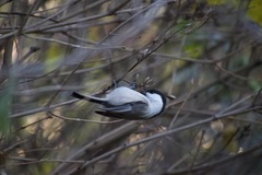 Poecile montanus