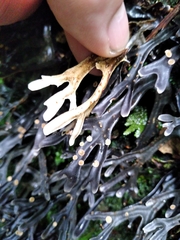 Pseudocyphellaria cinnamomea