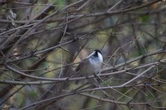 Poecile montanus
