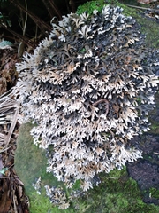Pseudocyphellaria cinnamomea