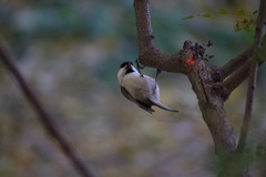 Poecile montanus