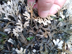 Pseudocyphellaria cinnamomea