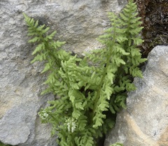 Athyrium distentifolium