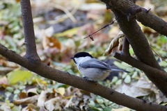 Poecile montanus