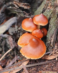 Cortinarius mastoideus