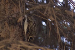 Certhia familiaris