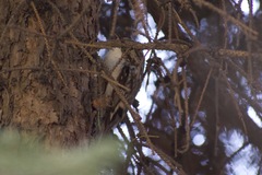 Certhia familiaris