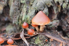 Cortinarius mastoideus