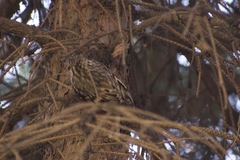 Certhia familiaris