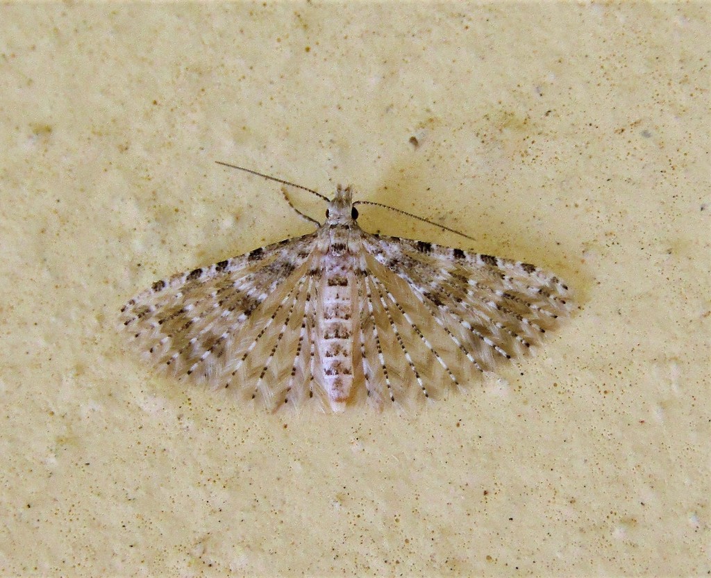 Alucita pectinata