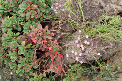 Limonium companyonis