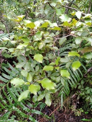 Pseudopanax discolor