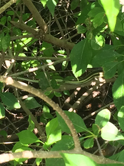 Thamnophis proximus proximus