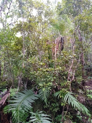 Pseudopanax discolor