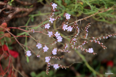 Limonium companyonis