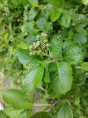 Aronia mitschurinii