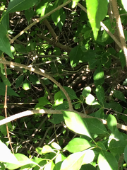 Thamnophis proximus proximus