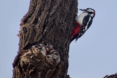 Dendrocopos major