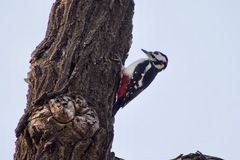 Dendrocopos major