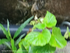 Begonia hirtella
