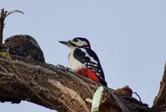 Dendrocopos major