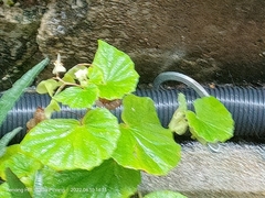 Begonia hirtella