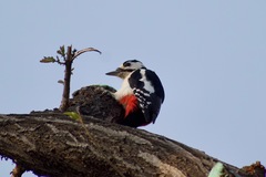 Dendrocopos major