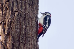 Dendrocopos major