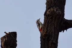 Dendrocopos major