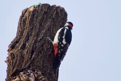 Dendrocopos major