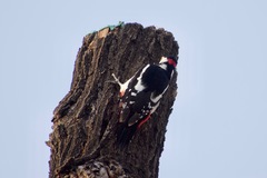 Dendrocopos major