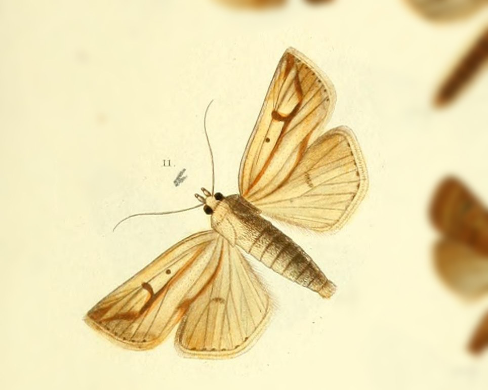 Praina t-nigrum