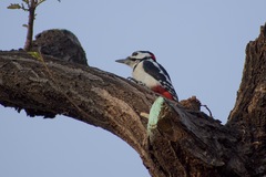 Dendrocopos major