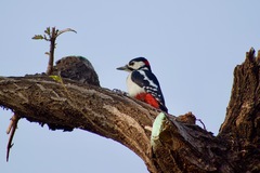 Dendrocopos major
