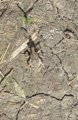 Asproparthenis punctiventris