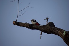 Dendrocopos major