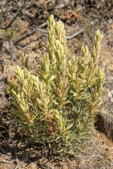 Castilleja thompsonii
