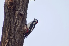 Dendrocopos major